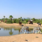 Dubai Safari Park Reopens from 1st October 2024