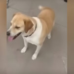 Dubai Authorities Act Swiftly on Dog Abuse Video