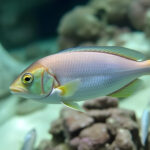 Arabian Gulf Reef Fish Adapt to Extreme Temperature Fluctuations