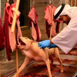 Abu Dhabi Cracks Down on Public Animal Slaughtering Practices