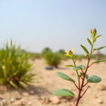 UAE Unveils New Plant Species in Sharjah